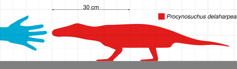 File:Procynosuchus Scale.svg