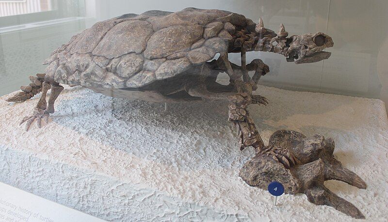 File:Proganochelys AMNH.jpg