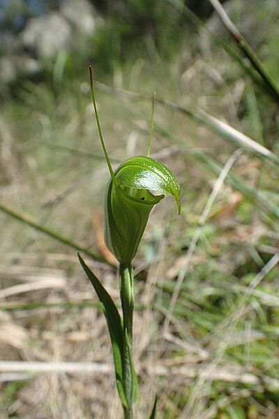 File:Pterostylis obtusa flower.jpg