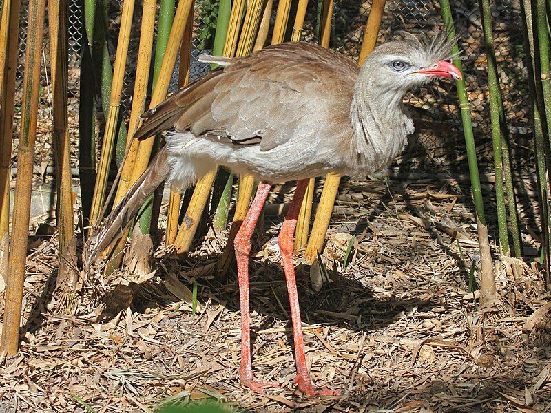 File:Red-legged Seriema RWD1.jpg