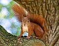 Image 62Red squirrel in Royal Lazienki Park