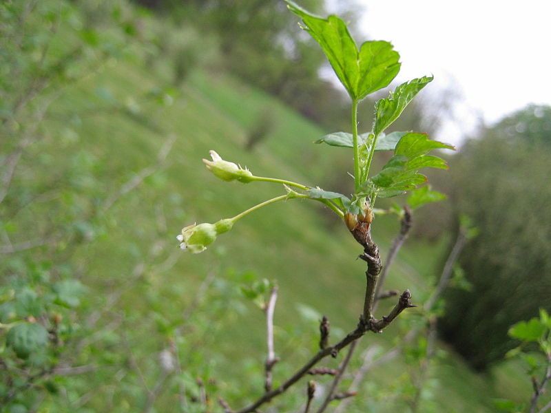 File:Ribes cynosbati (Flower).jpg