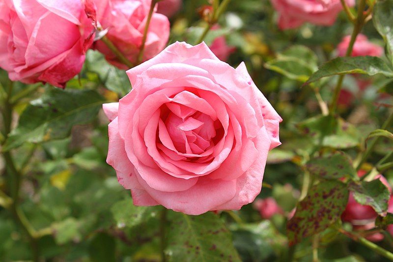 File:Rosa 'Gene Boerner'.JPG