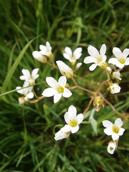 File:Saxifraga granulata 002.jpg