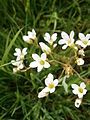 Saxifraga granulata