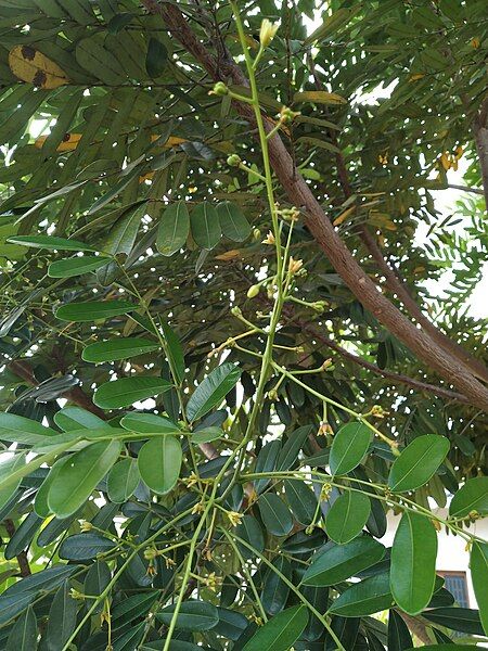 File:Simarouba glauca Flower.jpg