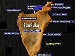 Scapula. Anterior face.