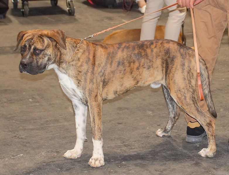 File:Spanishalanobrindle4.jpg