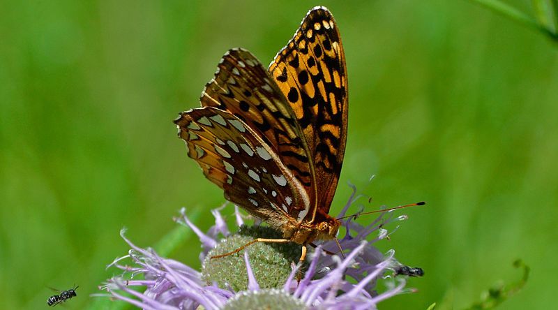 File:Spinus-great-spangled-fritillary-2015-07-n048074-w.jpg