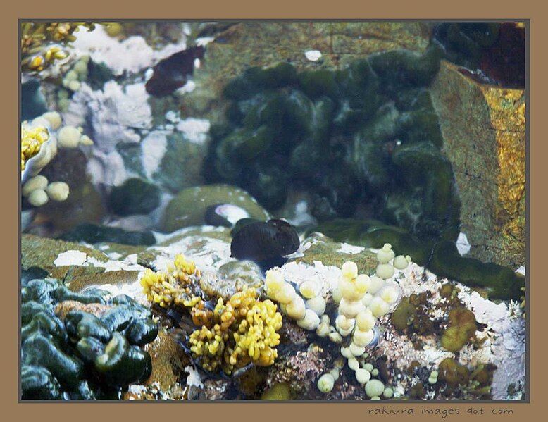 File:TeRaekaihauRockPool11.jpg