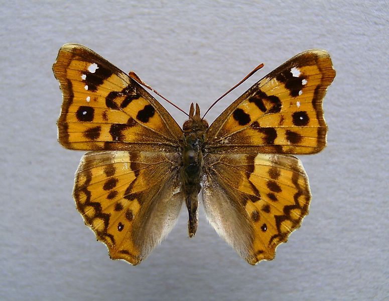 File:Thaleropis ionia 01.JPG