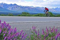 A cyclist in the defunct Fireweed 400 race is seen passing by Eureka Lodge on the Glenn Highway in July 2010.