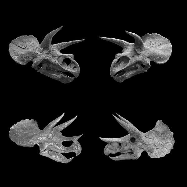 File:Triceratops-four-skulls-04sq.jpg