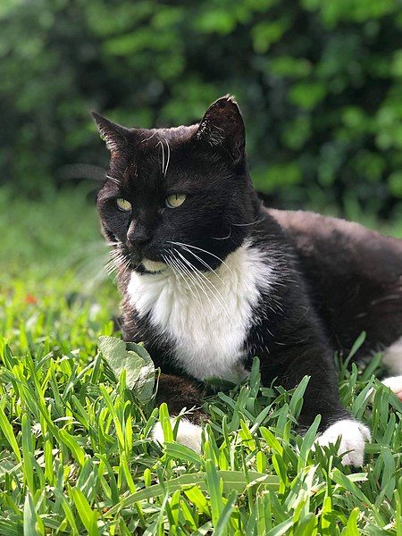 File:Tuxedo cat australia.jpg