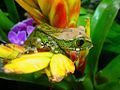 Image 24Big-eyed tree frog, Leptopelis vermiculatus, Hyperoliidae, Tanzania (from Tree frog)