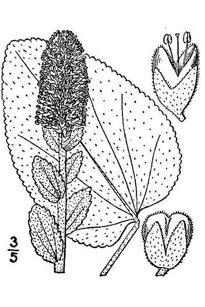 File:Veronica bullii.jpg