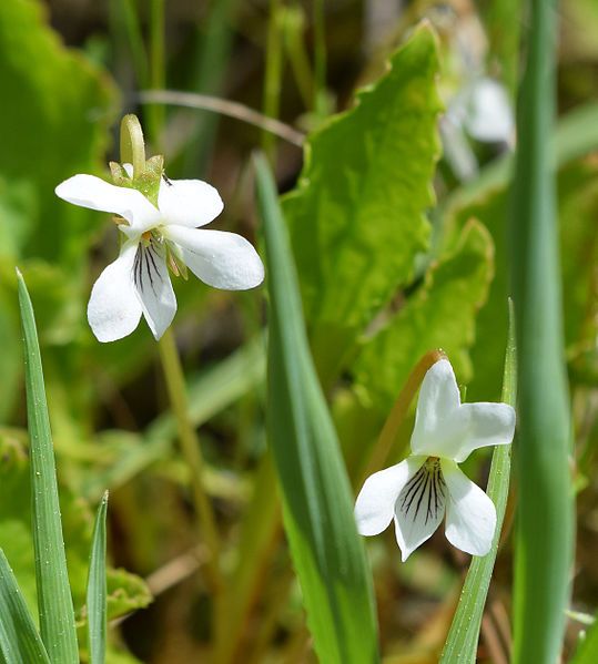 File:Viola blanda UMFS.jpg