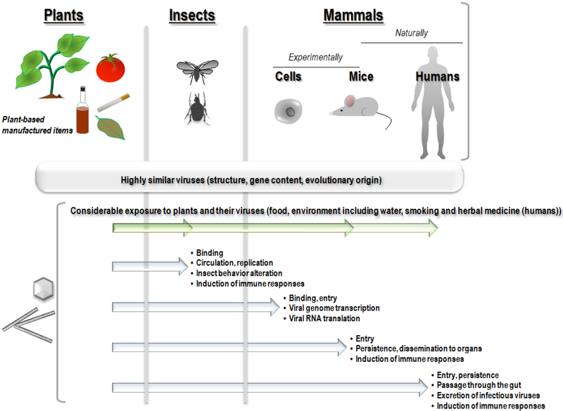 File:Viruses-07-02074-g001.webp