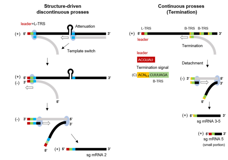 File:Viruses-13-00435-g004-B.png