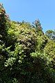 Pterophylla racemosa tree in Haast