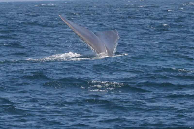 File:Whale tail.JPG