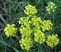 Closeup of wild fennel flowers