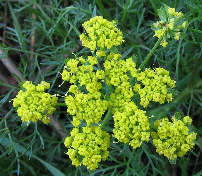 File:Wild fennel flowers.jpg