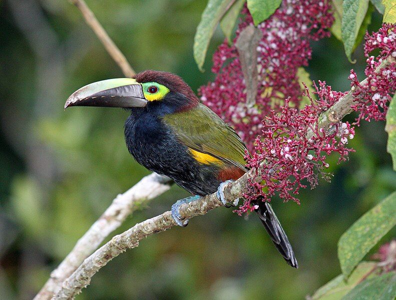 File:Yellow-eared Toucanet.jpg