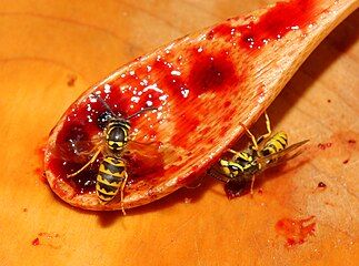 Eating jam from a spoon