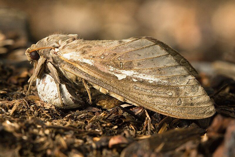 Abantiades latipennis