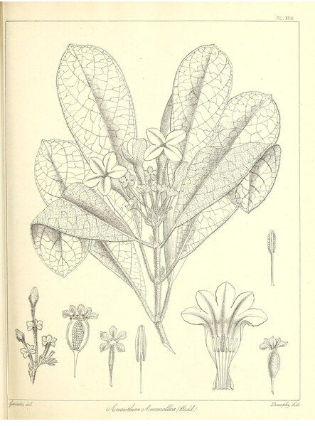 File:Acranthera anamallica.pdf