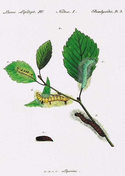 File:Acronicta.leporina.from.Huebner.Geschichte.europäischer.Schmetterlinge.jpg