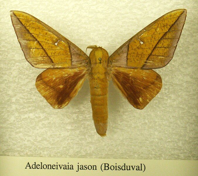 File:Adeloneivaia jason sjh.jpg