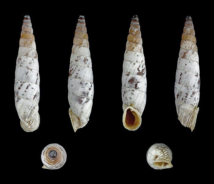 File:Albinaria brevicollis 01.JPG