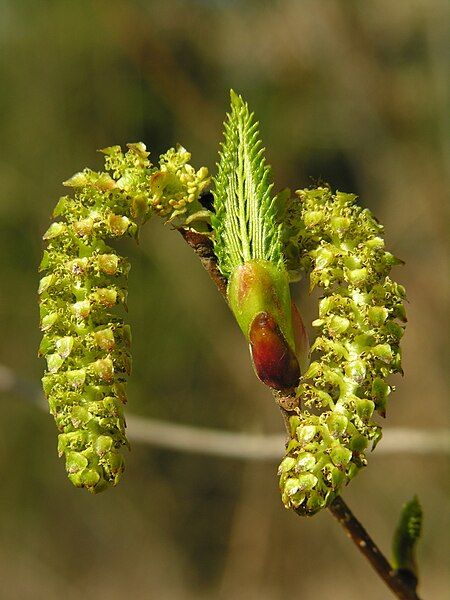 File:Alnus sieboldiana DSCN2739.JPG