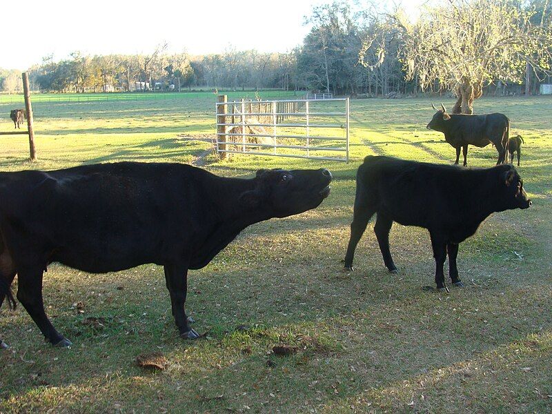 File:Angus bellowing.JPG