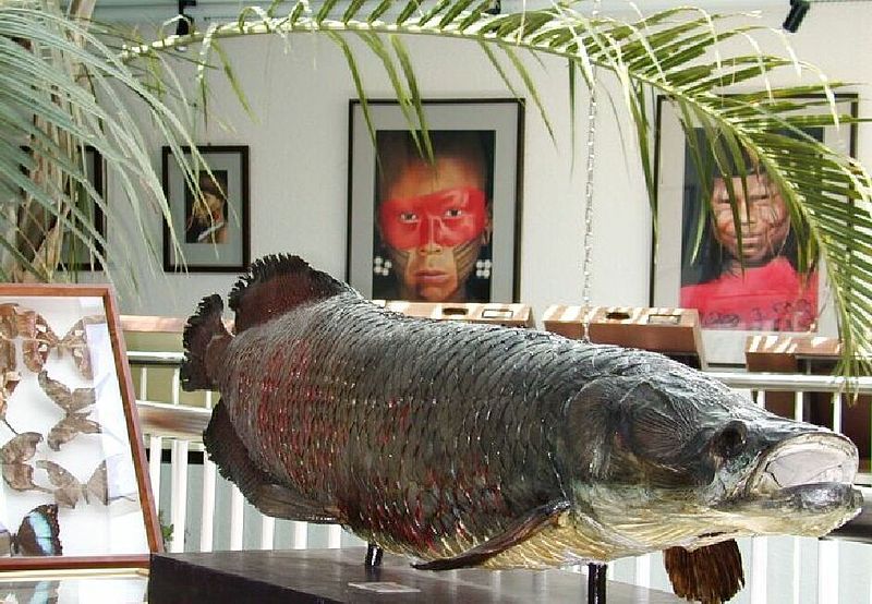 File:Arapaima.jpg