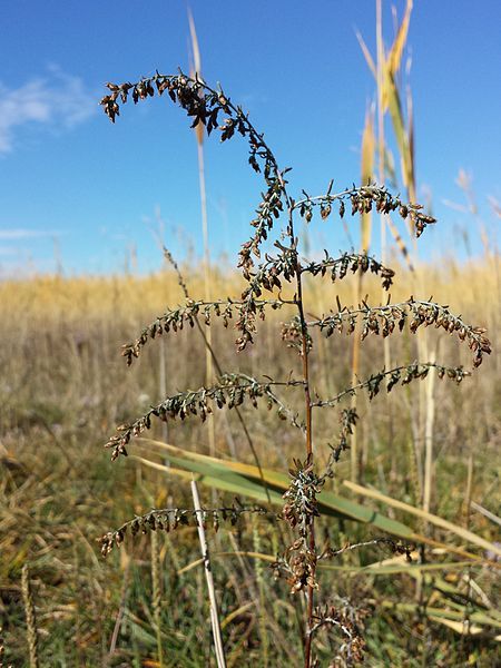 File:Artemisia santonicum sl8.jpg