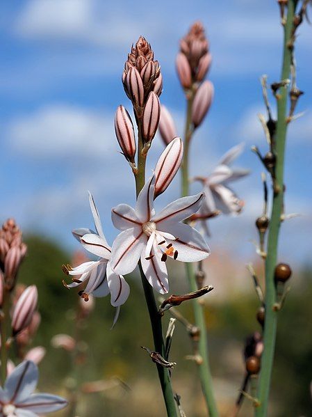 File:Asphodelus fistulosus (flowers).jpg