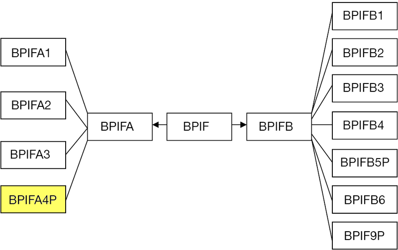 File:BPIFfamily-BPIF-A4P.png