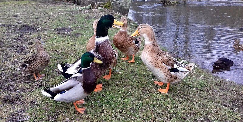 File:Blekinge ducks 01.jpg