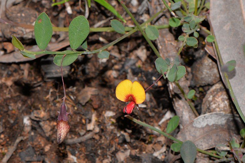 File:Bossiaea modesta.jpg