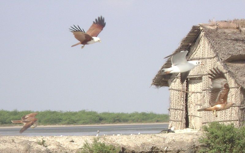 File:Brahiminy Kites.JPG