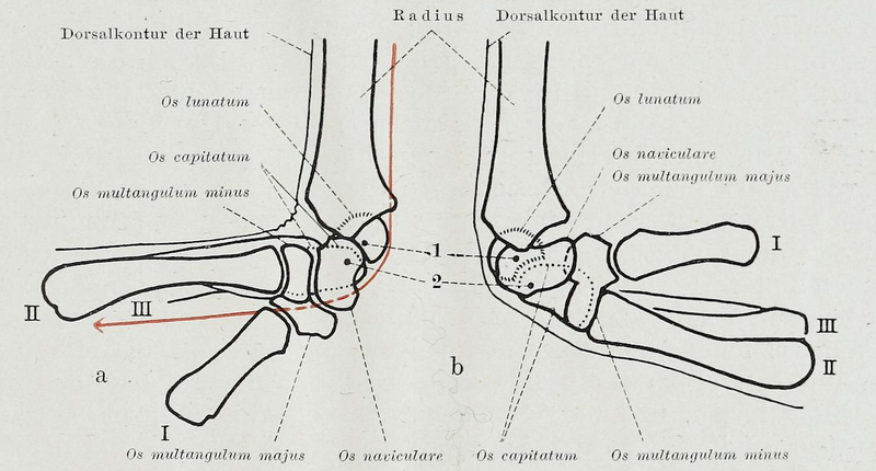 File:Braus 1921 214.png