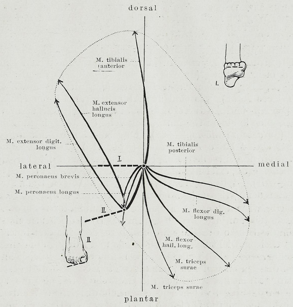 File:Braus 1921 315.png