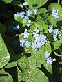 Brunnera macrophylla