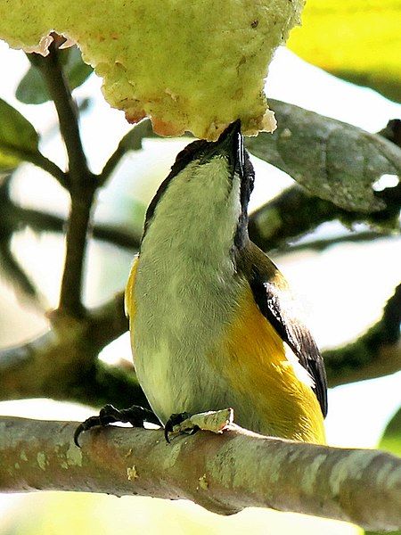 File:Cabai Panggul-kuning.JPG