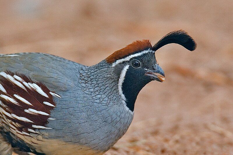 File:Callipepla gambelii male.jpg