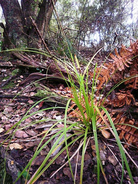 File:Carex uncinata 11.jpg