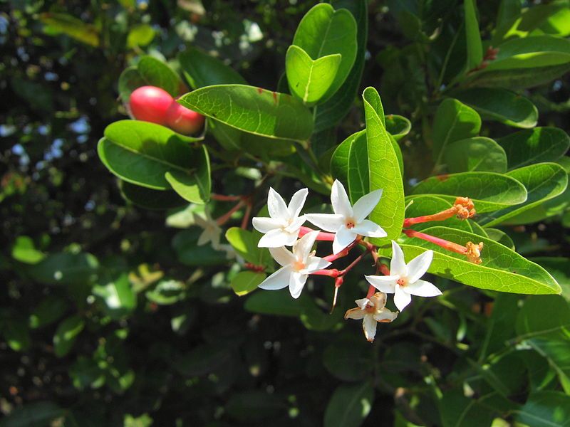 File:Carissa carandas flowers.JPG